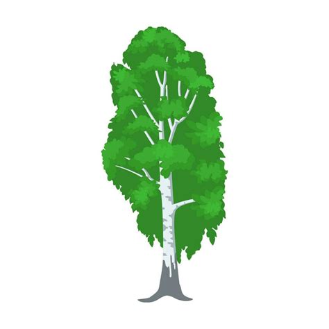 birch tree isolated on white. 35953180 Vector Art at Vecteezy