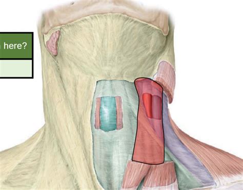 17 : carotid sheath Diagram | Quizlet