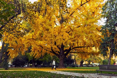 Les bienfaits du ginkgo biloba en phytothérapie – Cclin Ouest