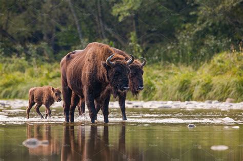 Herd of european bison bison featuring european bison, wisent, and ...