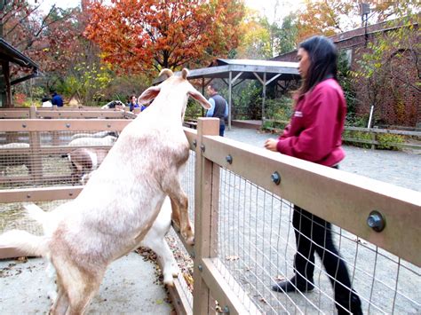 Visiting the Prospect Park zoo - Noted in NYC