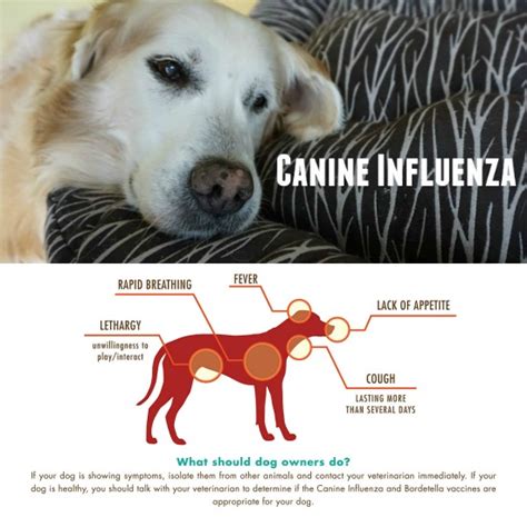 Pet Talk in Illinois: Special Report: Canine Influenza Virus