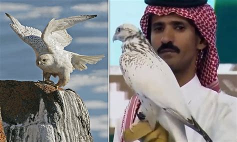 White Gyrfalcon