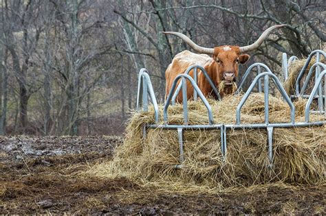 Texas Longhorn Cow At A Hay Feeder Photograph by Jim West/science Photo ...