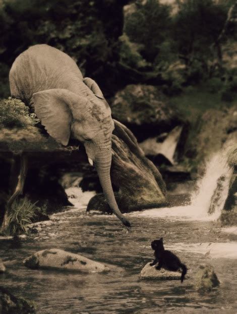 Elephant Rescue Attempt | Content in a Cottage