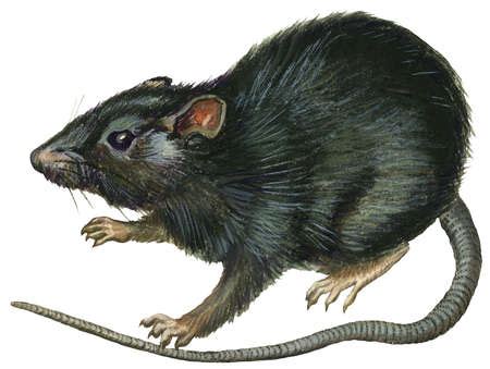 Stock Illustration - Black rat (Rattus rattus)