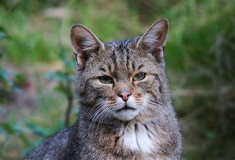 African Wildcat (Felis Silvestris Lybica) Stock Photo - Image: 61295094