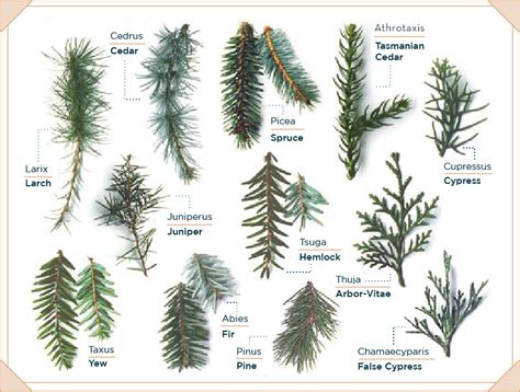 How To Identify Fir Trees