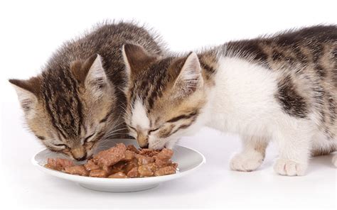 Best Wet Cat Food For Urinary Health - Tips and Reviews