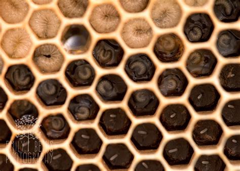 Great photo showing the development of honey bees from eggs to larvae. #honeybees #beekeeping # ...