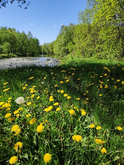 River Poland Nature - Free photo on Pixabay