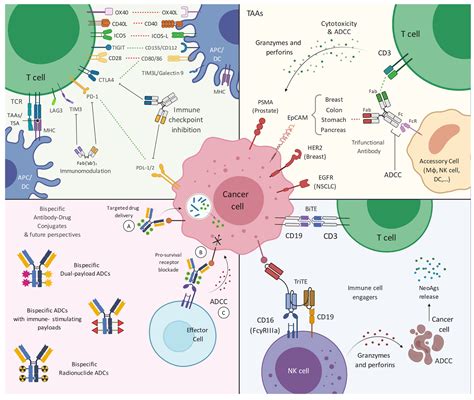 Pharmaceuticals | Free Full-Text | Research and Clinical Landscape of Bispecific Antibodies for ...