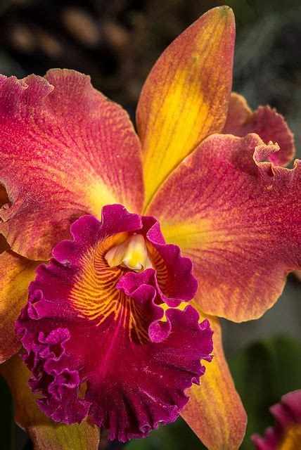 174 best images about Rare Orchids on Pinterest | Rare orchids, Orchid flowers and Florists