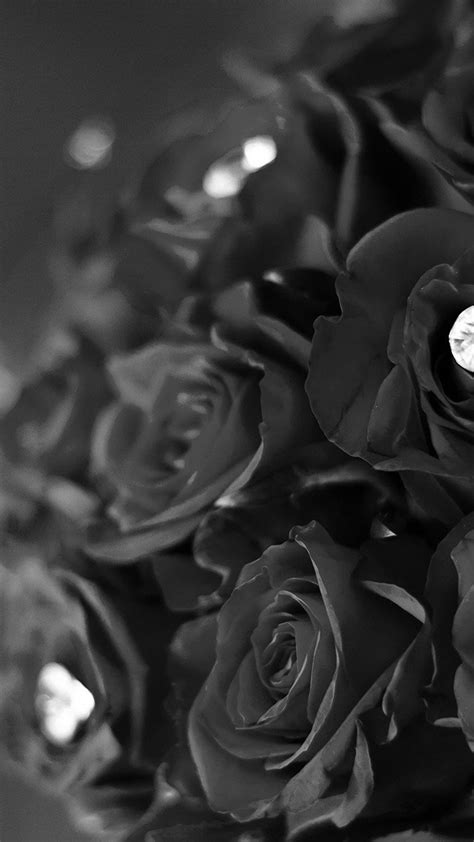 Black Rose Wallpaper Hd Iphone - Free Hd Wallpaper 4K II