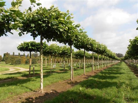 Platanus hispanica - Parasol Tree - Pavilion Specimen Plants