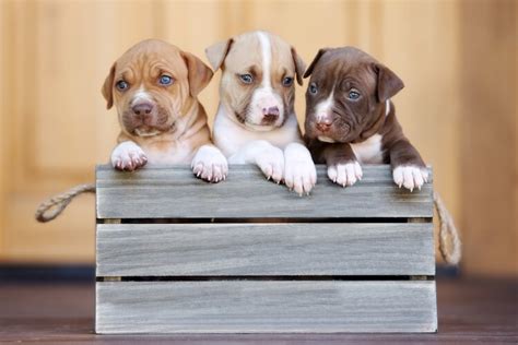 Top 25+ Pitbull Colors, Coats & Patterns (with Pictures) - Marvelous Dogs