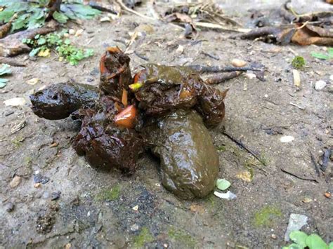 What kind of animal's poop is this? | Michigan Sportsman Forum