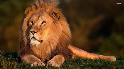 Lion Pictures HD Wallpapers Lion - HD Animal Wallpapers