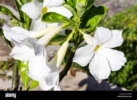 White Adenium flowers (Apocynaceae Stock Photo - Alamy