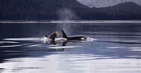 This Beluga Whale Sanctuary In Iceland Is Officially Welcoming New ...