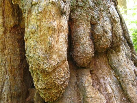 Giant Sequoia Tree Bark that Looks Like a Foot Stock Photo - Image of ...