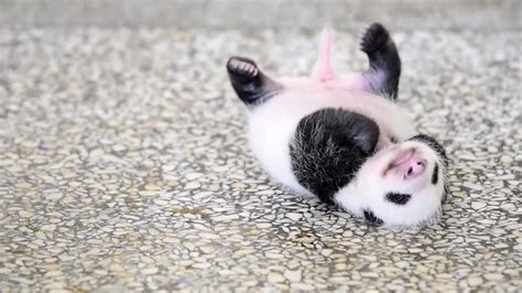 Cute Baby Panda Captivates Millions - NBC News