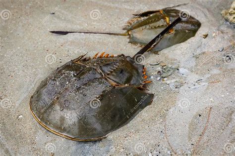 Male and Female Xiphosura (Limulus Polyphemus) Stock Photo - Image of xiphosura, crabs: 50870134