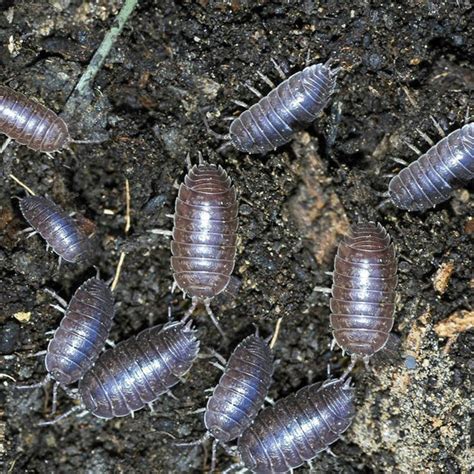 Isopods South Africa Isopod