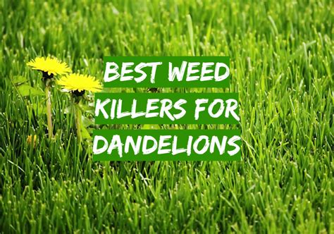 Top 5 Best Weed Killers For Dandelions [October 2024 Review] - Grass Killer