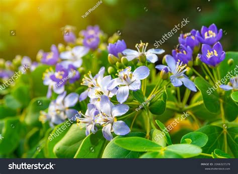 Flower Lignum Vitae Guaiacum Officinale Linn Stock Photo 2266327179 | Shutterstock