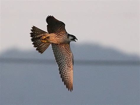 Spreebird wildlife: Shaheen SHAHEEN FALCON (Military state-bird of the Pakistan Air Force)