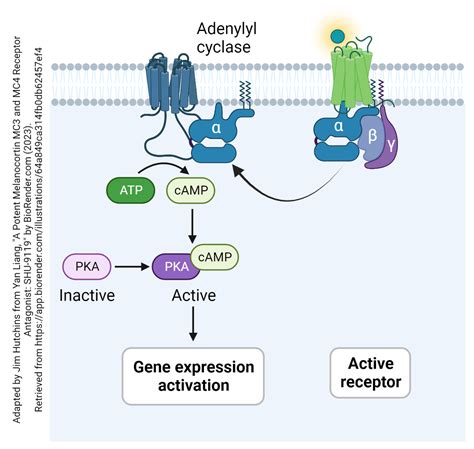 Metabotropic Receptors (G Protein-Coupled Receptors) – Introduction to ...