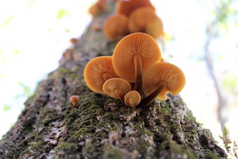 Foraging Wild Enoki Mushrooms (Flammulina velutipes)