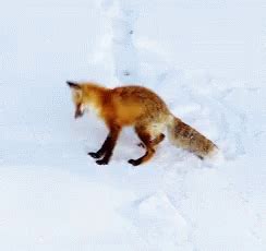 Fox Jump GIF - Fox Jump Catch It - Discover & Share GIFs