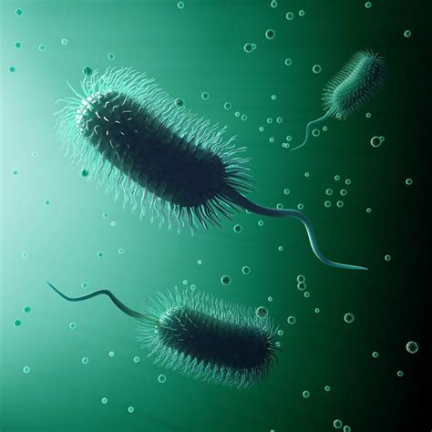 Types of Microorganisms That Help Your Septic System