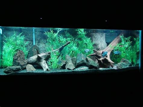 Photo #1 - 200 Gallon Boyu Tank African Cichlid