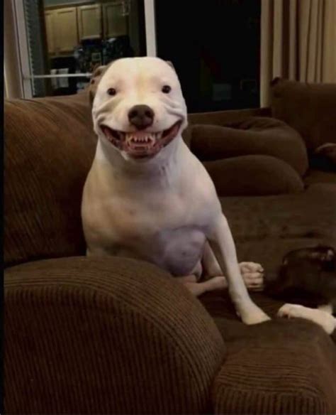 21 Silly Dogs Showing Off Their Hilarious Toothy Smiles Will Leave You ...