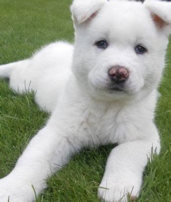 Akita Inu Puppies | Akita Puppy Pictures