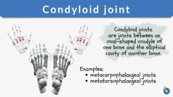 Condyloid joint - Definition and Examples - Biology Online Dictionary