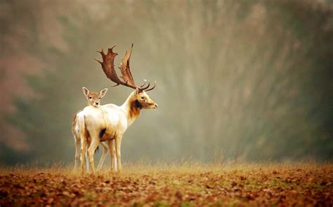 Deer Nature Wallpapers - Top Free Deer Nature Backgrounds - WallpaperAccess