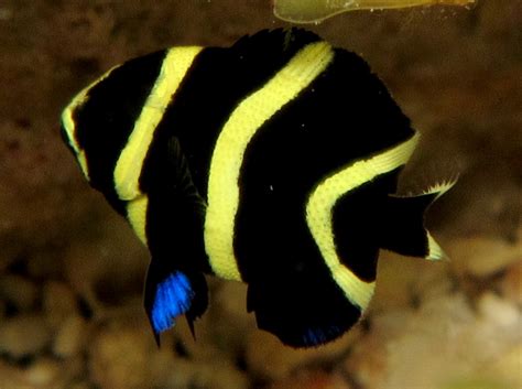 French Angelfish Juvenile