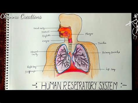 Human Respiratory System Diagram For Kids