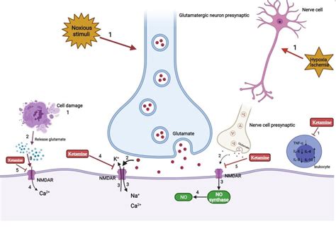 Analgesia and anti-inflammation mechanism of ketamine. | Download Scientific Diagram