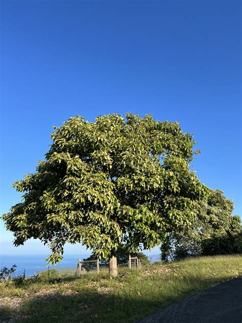 Kukui Nut Tree - Horizon Guest House