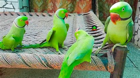 So Funny And Cute Parrot Of Talking Parrot Family | Masti On Charpai With Each Other Looking So ...