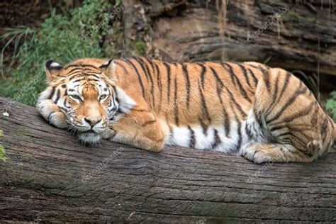 Siberian tiger ready to attack looking at you — Stock Photo © izanbar #79197140