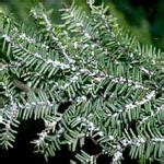 Landscape: Hemlock Woolly Adelgid | Center for Agriculture, Food, and ...