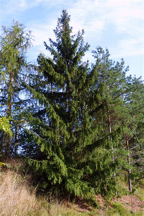 TreeDD » Baum des Jahres 2017 – Die Gemeine Fichte | Bäume für Dresden