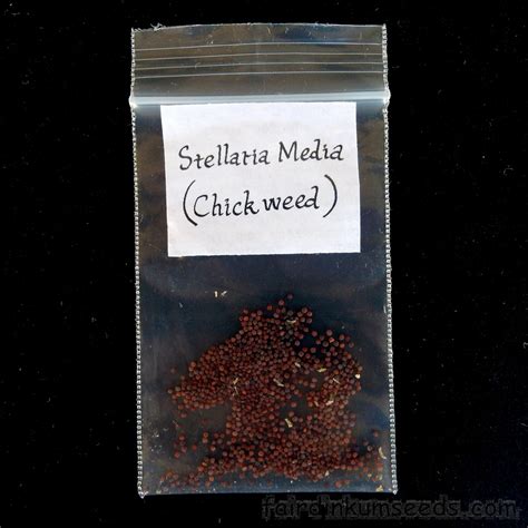 Chickweed Stellaria Media Seeds | Fair Dinkum Seeds