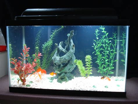 How Many Fish in a 10 Gallon Aquarium? - Fishn Addiction